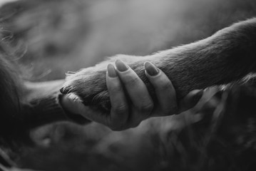 owner holds her dogs paw close up - obrazy, fototapety, plakaty