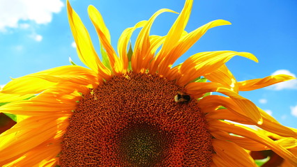 sonnenblume, biene in einer sonnenblume, blauerhimmel und sonnenblumen,