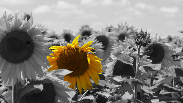 colorkey, sonnenblumen schwarzwei&szlig;