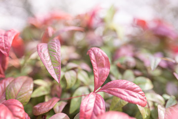 pink flowers in the garden