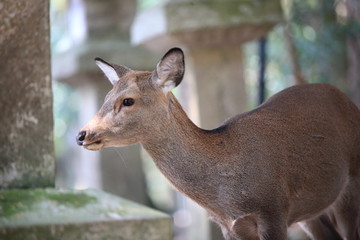 Nara Park in Nara Prefecture, Japan and the scenery of deer living in the park