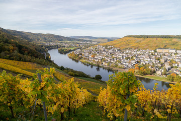 Bernkastel-Kues and the river Moselle in autumn with multi colored vineyard in the foreground