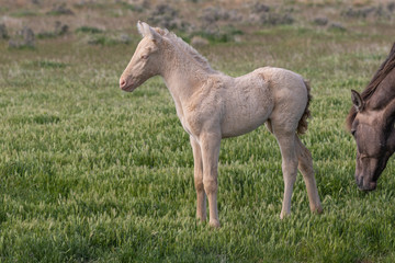 Wild horse Foal in the Utah Desert