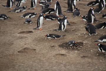Fototapeta premium Nistende Pinguin Kolonie - Falklandinseln Strand
