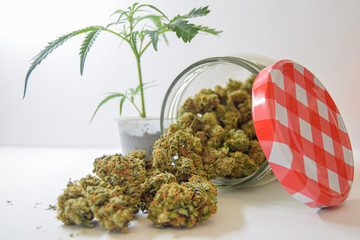 Dry and trimmed cannabis buds stored in a glas jars and a marijuana sprig. Medical cannabis