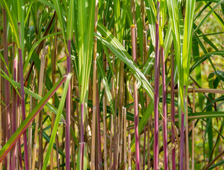 Obraz premium stalky plants closeup