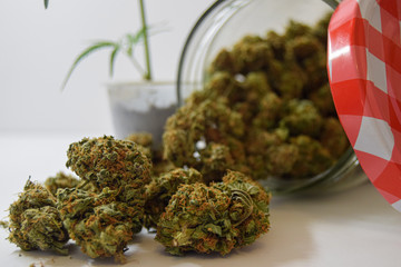 Dry and trimmed cannabis buds stored in a glas jars and a marijuana sprig. Medical cannabis