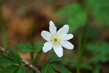 Fototapeta premium fiorellino bianco nel bosco