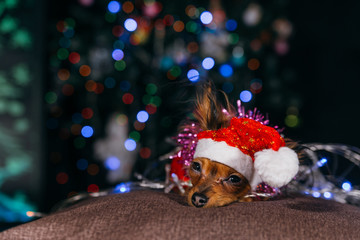 Fototapeta na wymiar The Toy Terrier is a yellow New Year's dog. A funny dog in a Christmas cap lies and looks around. He falls asleep and wakes up. A background of a fur-tree with shone by lights.
