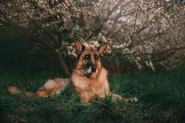 german shepherd dog lying down under a blooming tree