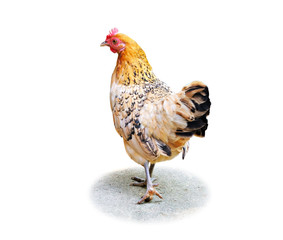 Back side Female chicken on white background selective focus