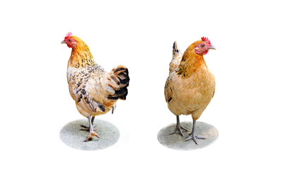 Back-front side Female chicken on white 