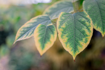 leaf on a green background