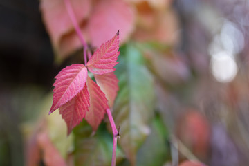 red flowers in garden