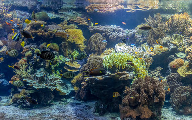 coral reef scenery