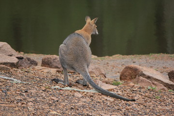 Macropus giganteus kangaroo in Australian Outback, Down under © Sarah
