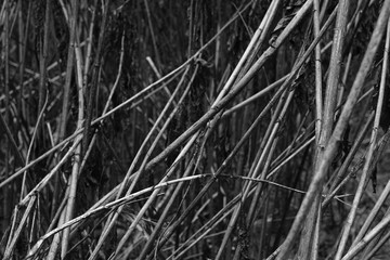 Nature winter scenic view