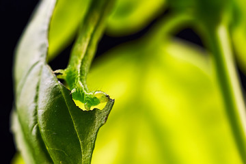 Fototapeta na wymiar gruene Raupe frisst ein Blatt einer Basilikumpflanze