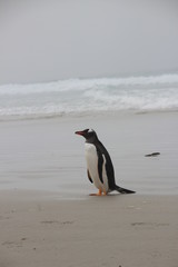 Fototapeta premium Pinguine am Strand - Falklandinseln - Saunders Island