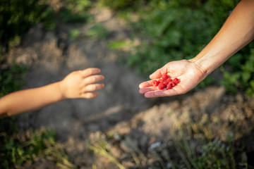 Fototapeta na wymiar Mom gives fresh raspberry to her child in backyard garden