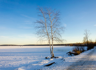 Fototapeta na wymiar Two birches on the shore of a frozen lake in winter.