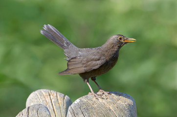  Weibliche Amsel
