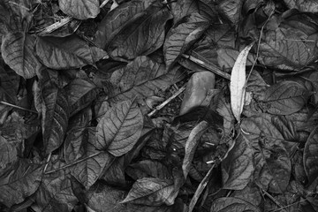 Blattwerk Natur und Umwelt