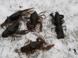 live crayfish in the winter in the snow