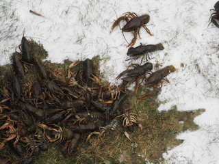 live crayfish in the winter in the snow