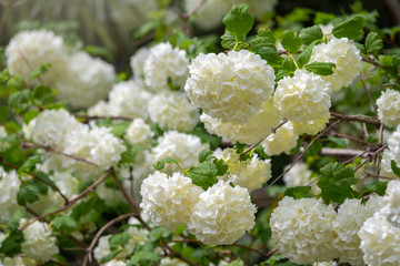 Lush white flowers of viburnum roseum.