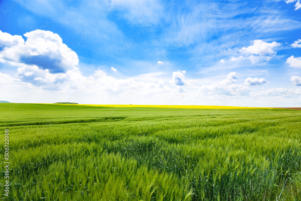 Wall mural day natural view at german pastures and cornfields under blue cloudy skies spring time