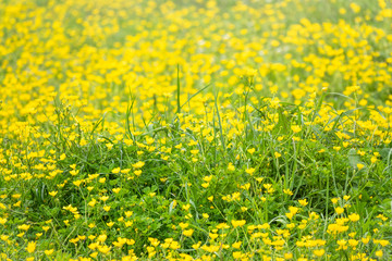 Green meadow with yellow wildflowers in the sunlight. Summer or spring background with copy space. Yellow flowers of buttercup mountain Ranunculus montanus.