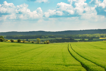 Fototapeta na wymiar Day natural view at German pastures and cornfields under blue cloudy skies spring time