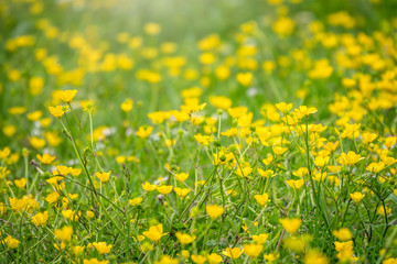 Green meadow with yellow wildflowers in the sunlight. Summer or spring background with copy space. Yellow flowers of buttercup mountain Ranunculus montanus.