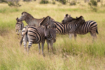 Obraz na płótnie Canvas herd of zebras