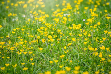 Fototapeta premium Green meadow with yellow wildflowers in the sunlight. Summer or spring background with copy space. Yellow flowers of buttercup mountain Ranunculus montanus.
