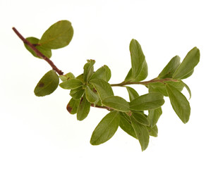branch of cowberry with green leaves isolated on white