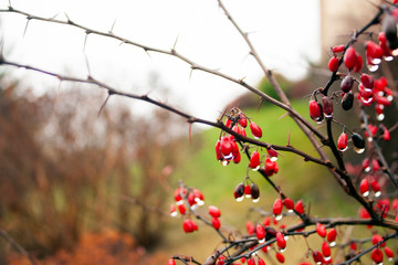 Branches of a barberry bush with red berries. Drops of dew on the berries of barberry in the fall. Thorny branches of barberry without foliage in the fall.