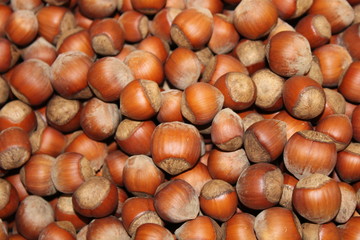 the pile of hazelnuts in the background are nuts