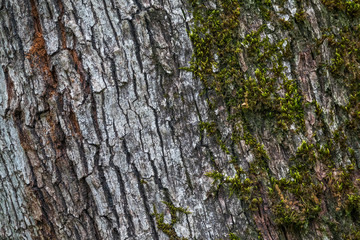 Texture of old cracked bark covered with moss.
