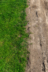 chaotic lush forest detail abstract texture of old and new wood trunks
