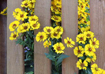 Yellow flowers in the fence