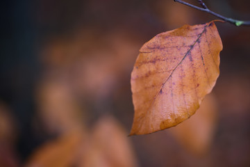 Obraz premium A lonely brown leaf hangs alone in autumn on a branch in front of a brown background