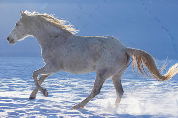 Fototapeta na wymiar a white horse with a waving mane gallops in the winter in the snow, white photo,