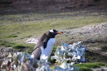 Nistende Pinguin - gentoo Eselspinguin - Falklandinseln