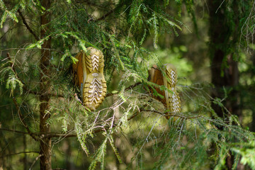 piece of clothing shoe hanging on the tree branch