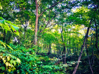 Autumn landscape of natural forest at dusk in forest park