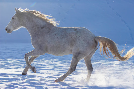 a white horse with a waving mane gallops in the winter in the snow, white photo,