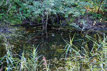 abstract texture from natural materials in wet autumn day