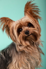 portrait of a yorkshire terrier dog breed on blue background isolated image.